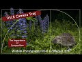 DSLR Camera trap - The Importance of composition