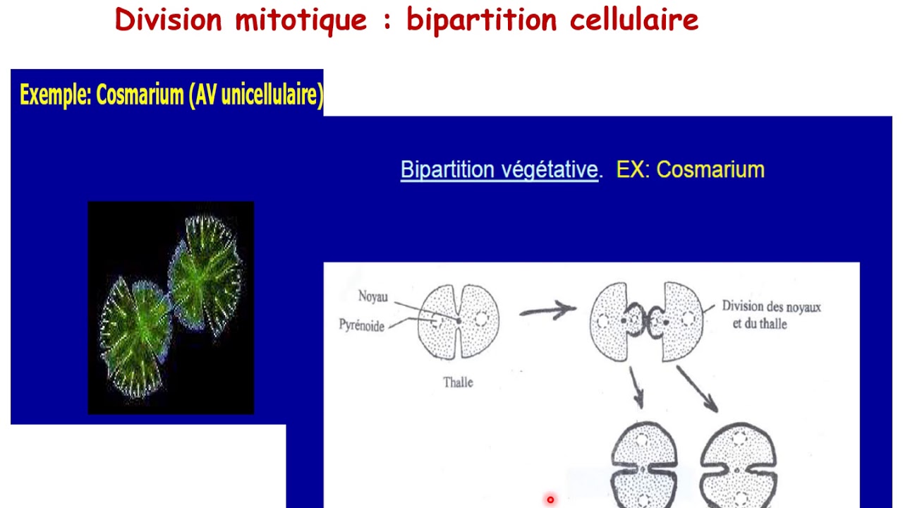 Reproduction asexuée chez les algues