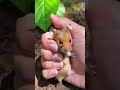 #ihavethisthingwithplants #babyanimal #funny