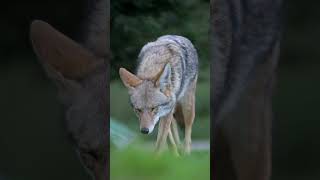 Curious Coyote - Minute of Wildlife #wildlife #coyote Curious Coyote - Minute of Wildlife #wildlife #coyote