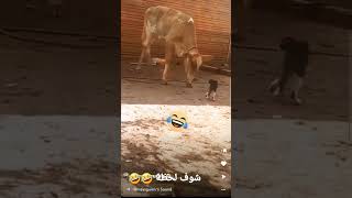 شوف لحظة لحظة 🤣🤣#shorts #السعودية #subscribe