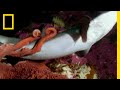 サメを喰らうミズダコ | ナショジオ