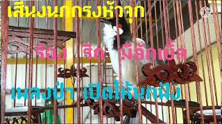 เสียงนกกรงหัวจุก ร้อง ริก มีลักเบิ้ล เพลงป่า ใว้สอนลูกนกติดเพลงใว้ screenshot 4