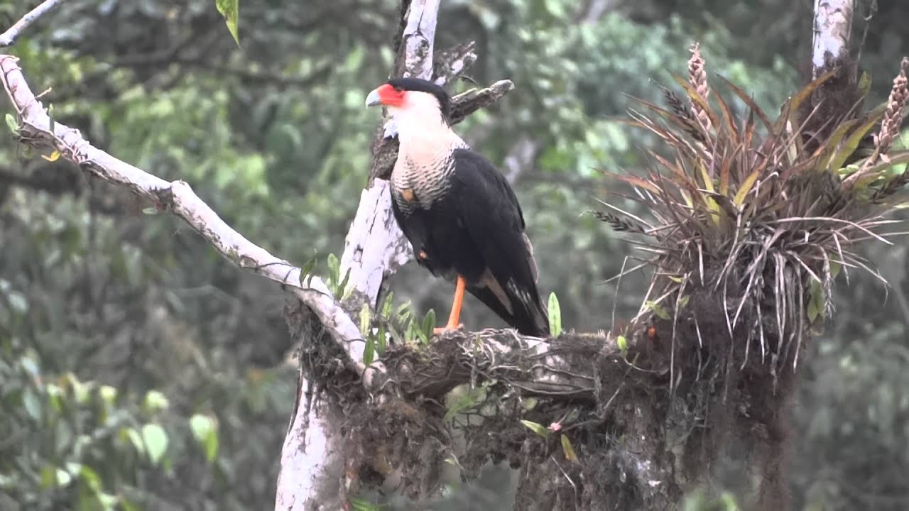Northern crested Caracara  Pancho Sornoza, Fundación de Conservación Jocotoco