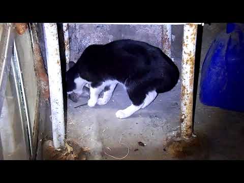 Video: Ինչպես վարժեցնել կատուն