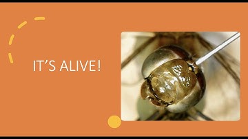 Deep Learning for Animal Orientation - MSc Thesis