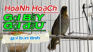 Tiếng chim hoành hoạch thơm kêu- hoành hoạch kêu gọi bầy đàn - tiếng chim hoành hoạch hót đấu 