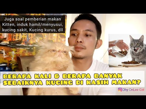 Berapa kali kucing dikasih makan - Berapa banyak kucing harus makan