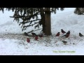 DOMHERRE  Eurasian Bullfinch  (Pyrrhula pyrrhula)  Klipp - 247