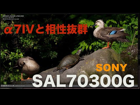 SONY sal70300g と2倍テレコン付き　600mm相当超望遠セット 2倍テレコンで1200mmまで対応 超望遠レンズ『SEL200600G』レビュー