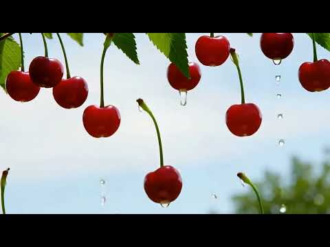 ЧЕРЕШЕНЬКА RainIAmusic