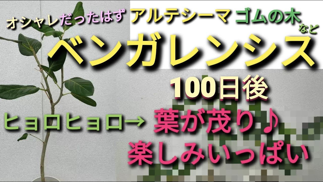 ベンガレンシス(ゴムの木など)の蘇り100日間　楽しみは３倍に