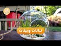 كيف تتكيف النباتات مع البيئات المختلفة صباح سوريا