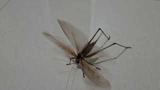 The Flying Katydid And Its Attempt To Fly Footage - Mecopoda Elongata