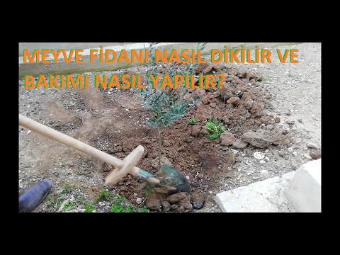 Video: Alabaşlar: Fidan Dikimi Ve Bakımı