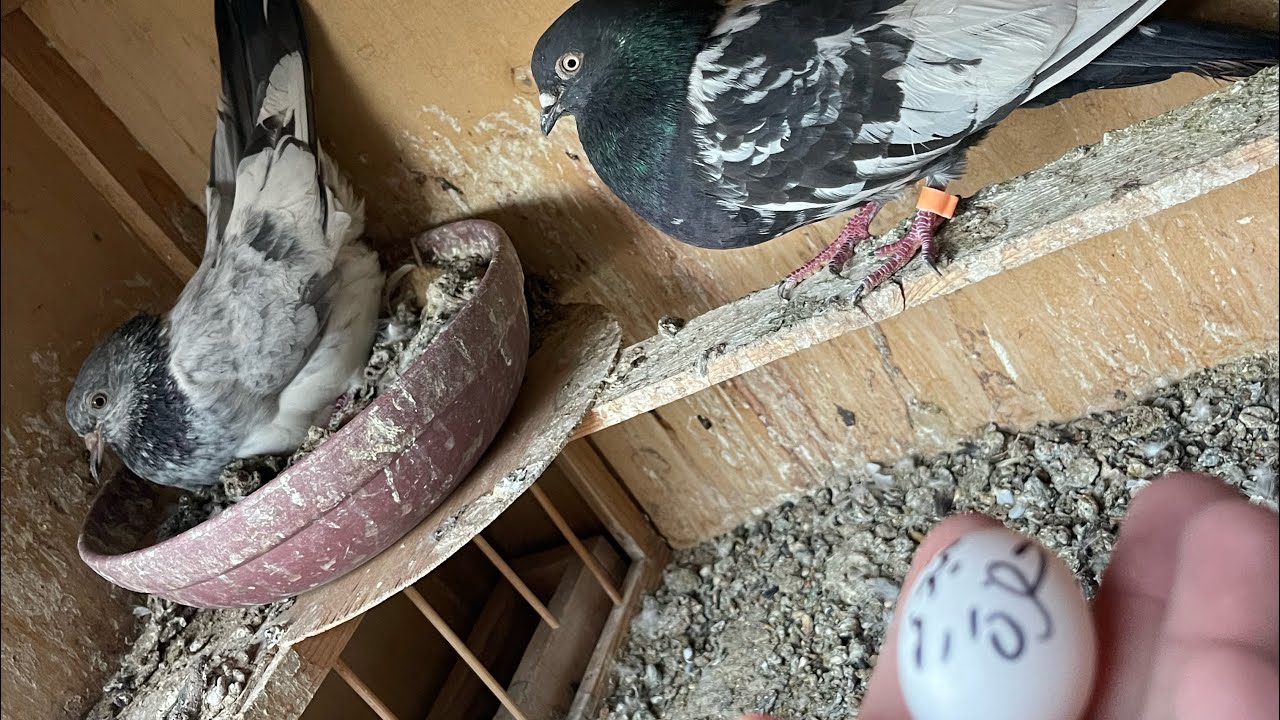 تخريج فرخات زواجل ومطيار التوو