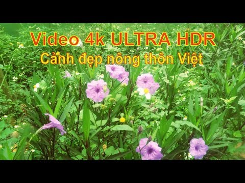 Video Video 4k ULTRA HDR, cảnh đẹp nông thôn Việt, nhạc vàng... - youtube