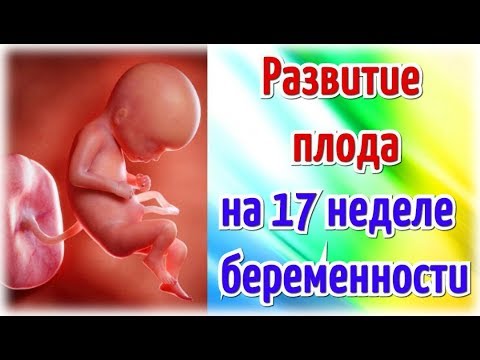 Развитие плода на 17 неделе беременности/Календарь беременности!