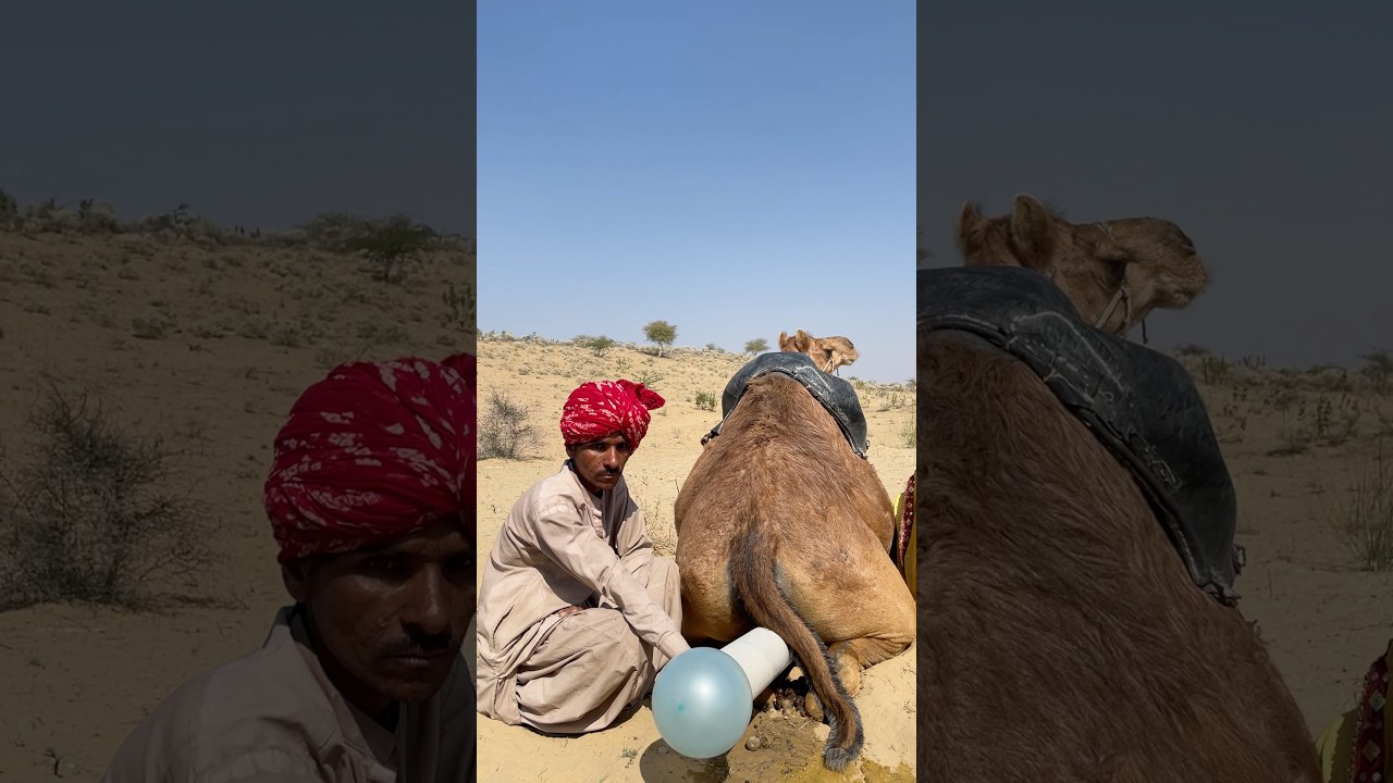 قصة حب بين الإنسان والإبلShorts#