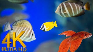 The Ocean 4k - Sea Animals for Relaxation | relaxing music