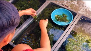 STOP Putting Wild Plants in Your Aquarium Until You Watch This😱
