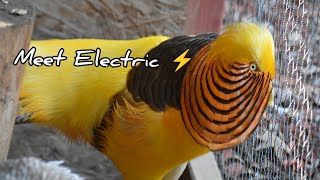 The Electrifying Ghigi Yellow Golden Pheasant