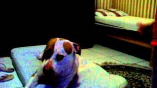 Kid And Pit Bull Tlc