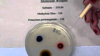 Celebrity Agar Diffusion-AP1 Net Worth