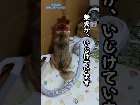 【柴犬】いじける柴犬の後姿 #shorts