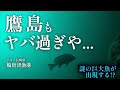 【鷹島・船唐津漁港・長崎県松浦市・海中映像】長崎の海がヤバ過ぎる、、、鷹島の海が別格過ぎ！更には謎の巨大魚まで出現🐟#218 福岡釣部 in 福岡・糸島・佐賀・北九州・玄界灘・長崎・平戸・鷹島・佐賀