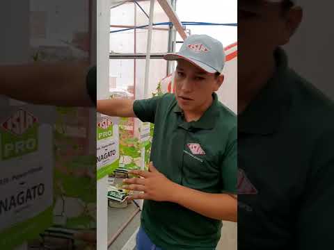 Vídeo: A estrutura dos pepinos. Sistema radicular de pepino (foto)