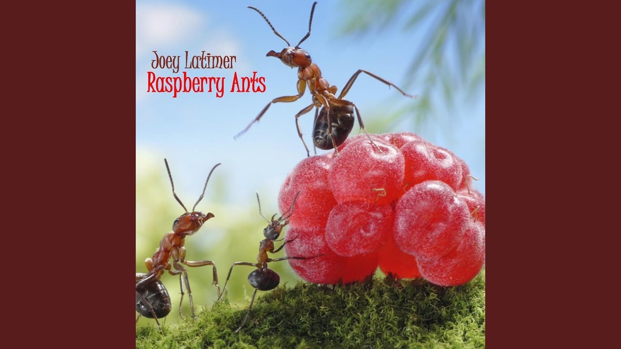 Raspberry Ants YouTube