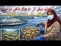 در این فارم همه ساله بیش از ۵۰ هزار ماهی خالدار تولید می شود