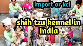 shih tzu dog || shihtzu kennel || shih tzu puppies || shih tzu dog price India || canine finders