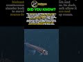 Hatchetfish: Phantom of the Midnight Zone 🐟 #apexpredator #predatorlore #deepsea #wildlifeshorts