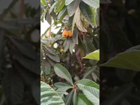 بتميل العيون على خدو