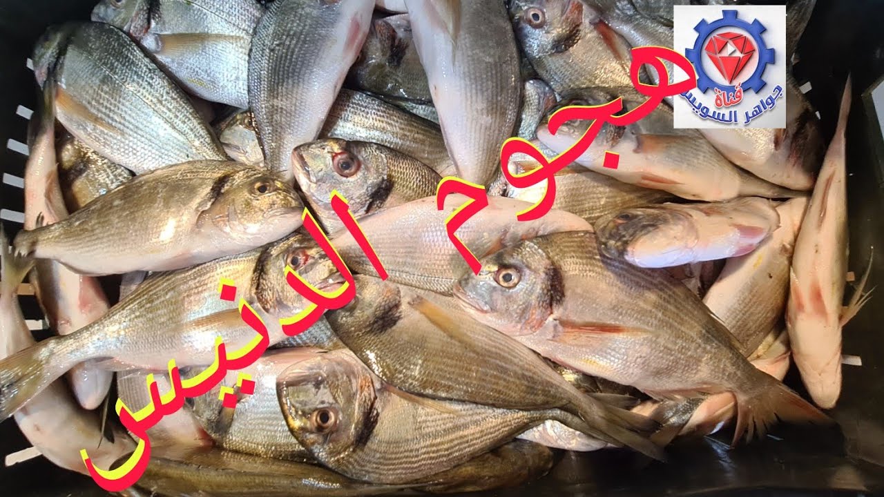 @ خليك أول من يشاهد أكبر تشكيلة سمك متنوعة لسة واصلة من بحر البردويل.