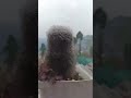 Las Campanas Matutinas Están Sonando 