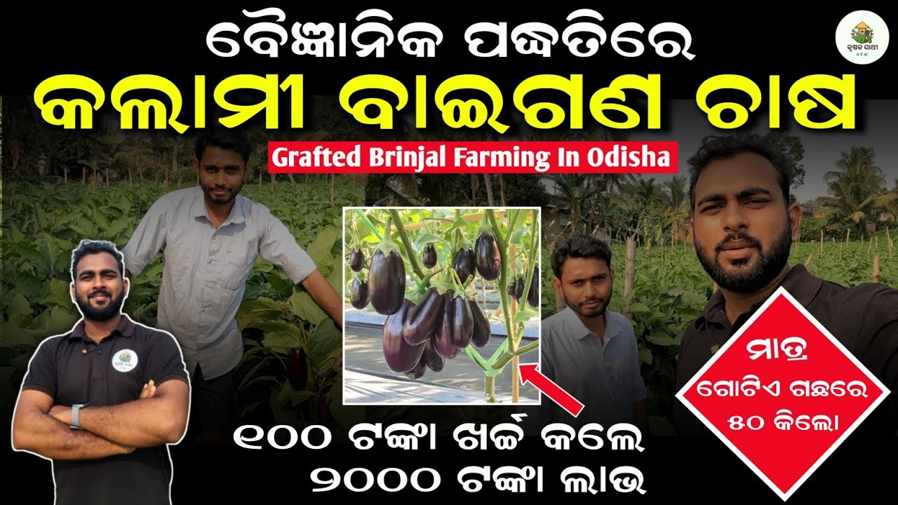 [କଲାମୀ ବାଇଗଣ ଚାଷ] Grafted brinjal farming in odisha | kalami baigana chasa | #baiganachasa