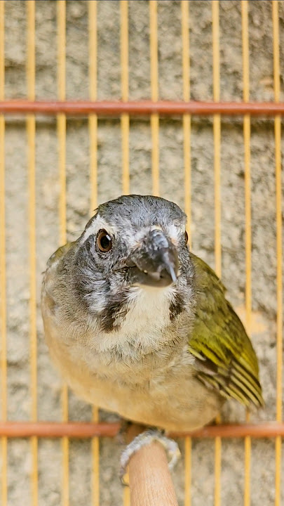 TRINCA-FERRO CHUIM MINEIRO CANTANDO TROCANDO PENA! #S