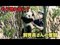 【永久保存版】シャオシャオ・レイレイ返還へ。飼育員さんの抱っこ回収🐼