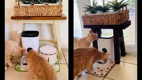 PETLIBRO Essential Automatic Feeder | Kittens Review 2