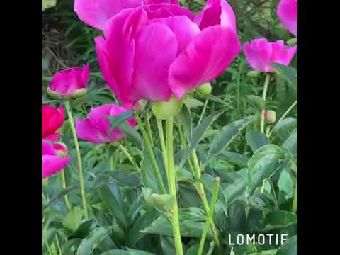 Roses pink from LOMOTIF