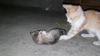 Most Dangerous Father Cat by Animals Love 145 views 5 years ago 51 seconds