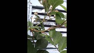 ノイバラ　Neubara鳥が運んできた葉と刺が薔薇に似た花名前が分からなくてググったよーロサムルティフローラ2021529Neubara Przyniósł Ptaka