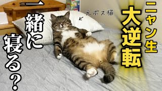 野良猫から家猫になりニャン生大逆転した元ボス猫。家猫になったら最弱になりました