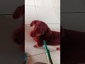 #puppy #dogs #cutty #beautfull #dog