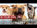 Hyper dog? Scared dog? Potty training issues? How to SOLVE Common Problems! Hyper dog? Scared dog? Potty training issues? How to SOLVE Common Problems!