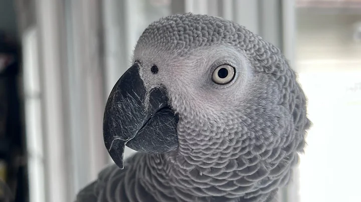 Five minutes with Symon the African Grey Talking Parrot🦜💕#talkingparrot #birds #parrot #love