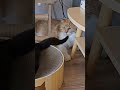 保護猫、黒ちゃん#幸吉#野良猫保護#救助#捨て猫#Protecting stray cats #Rescue #Abandoned cats